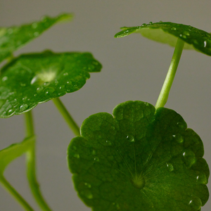 Wonder Releaf Centella Cream Unscented